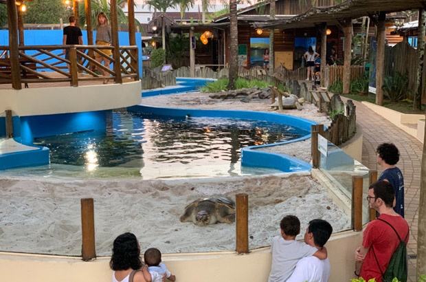 O que esperar do Centro de Visitantes da Fundao Projeto Tamar em Ubatuba 